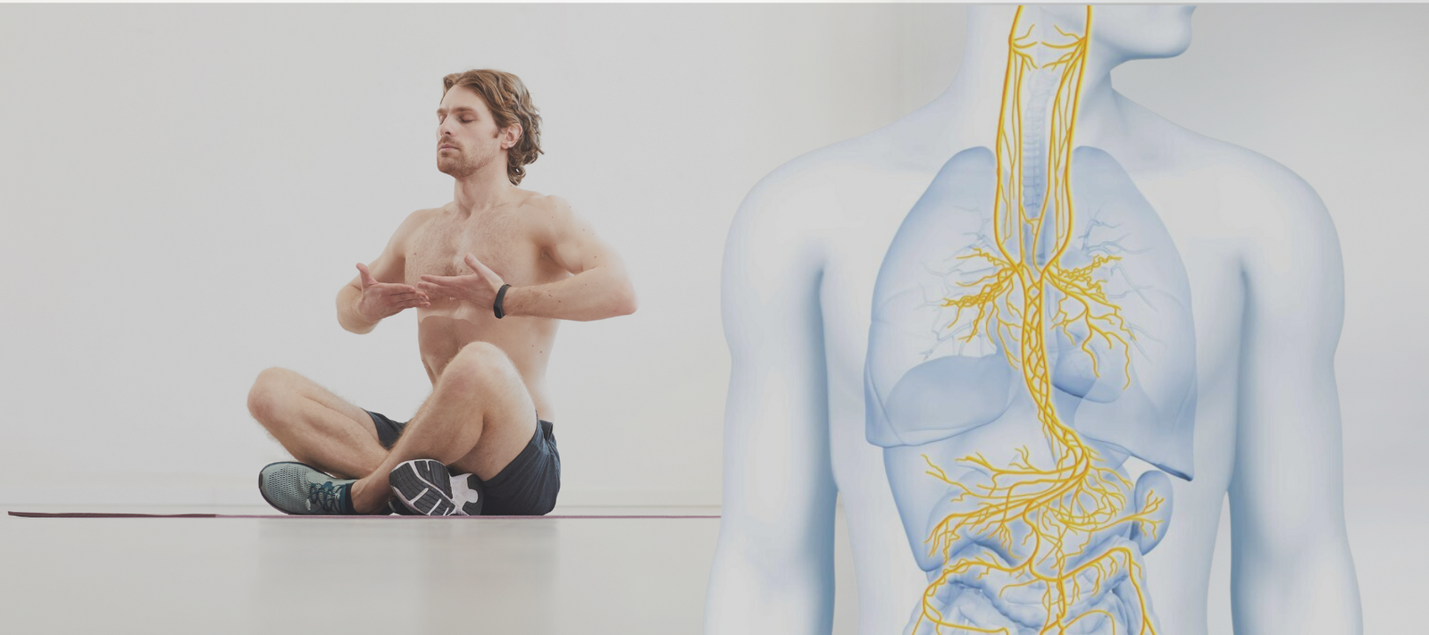 Der Dirigent der Organe